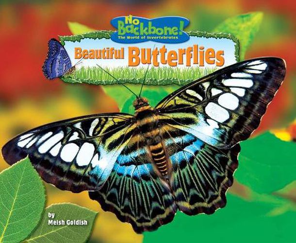 Cover image for Beautiful Butterflies