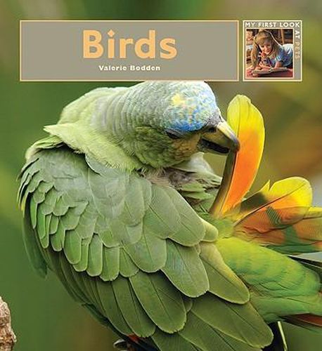 Cover image for Birds