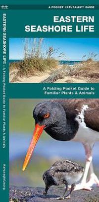 Cover image for Eastern Seashore Life: A Folding Pocket Guide to Familiar Plants & Animals