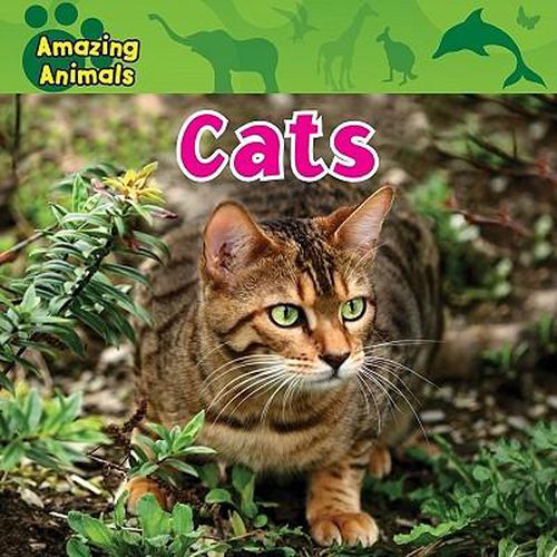 Cover image for Cats