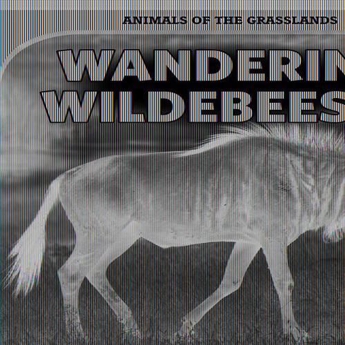 Wandering Wildebeests