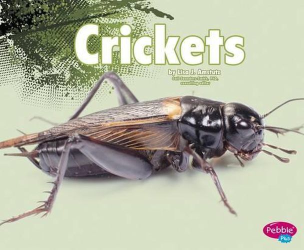 Cover image for Crickets