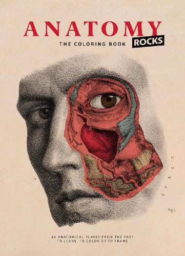 Cover image for Anatomy Rocks: The Coloring Book