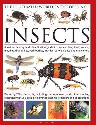 Cover image for The Illustrated World Encyclopaedia of Insects: A Natural History and Identification Guide to Beetles, Flies, Bees Wasps, Springtails, Mayflies, Stoneflies, Dragonflies, Damselflies, Cockroaches, Mantids, Earwigs ... and Many More