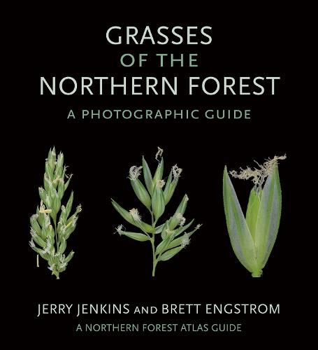 Cover image for Grasses of the Northern Forest: A Photographic Guide