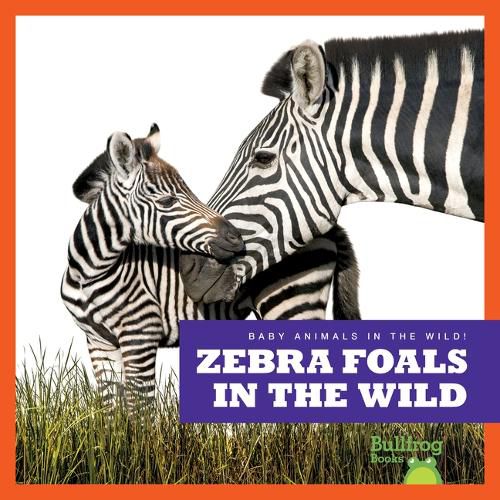 Zebra Foals in the Wild