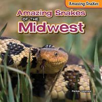 Cover image for Amazing Snakes of the Midwest