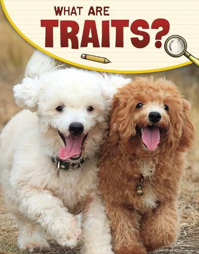 Cover image for What Are Traits?