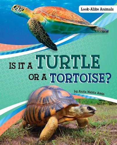 Cover image for Is it a Turtle or a Tortoise