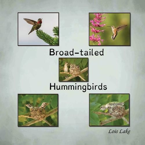 Cover image for Broad-tailed Hummingbirds