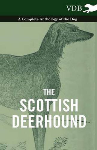 Cover image for The Scottish Deerhound - A Complete Anthology of the Dog