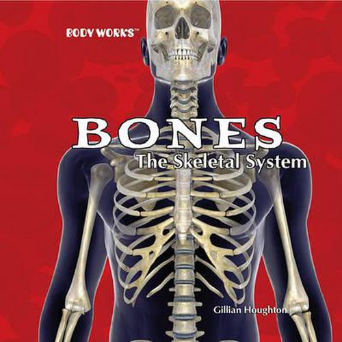 Cover image for Bones: The Skeletal System