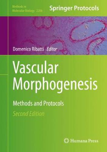 Cover image for Vascular Morphogenesis: Methods and Protocols