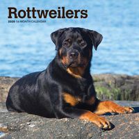 Cover image for Rottweilers 2020 Mini Wall Calendar