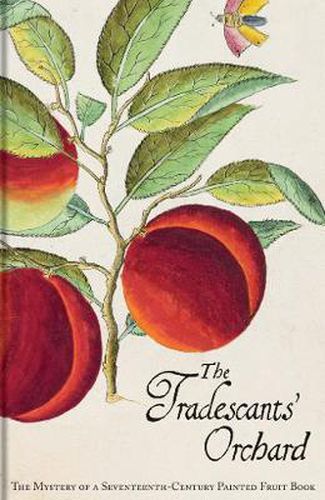 Cover image for The Tradescants' Orchard: The Mystery of a Seventeenth-Century Painted Fruit Book