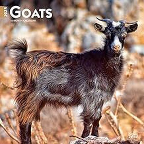 Goats 2025 Square Calendar