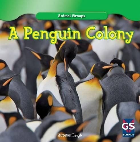 Cover image for A Penguin Colony