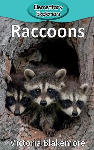 Raccoons