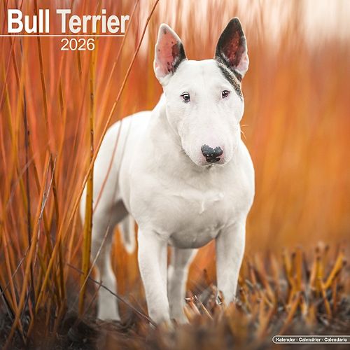 Cover image for Bull Terrier Calendar 2026 Square Dog Breed Wall Calendar - 16 Month