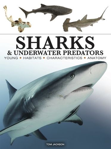 Sharks & Underwater Predators