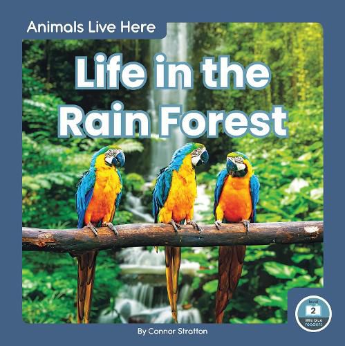 Cover image for Animals Live Here: Life in the Rain Forest