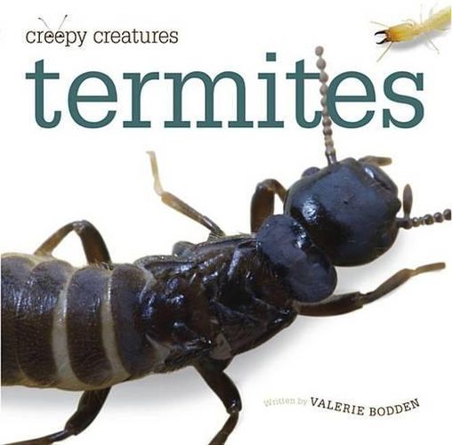 Cover image for Termites