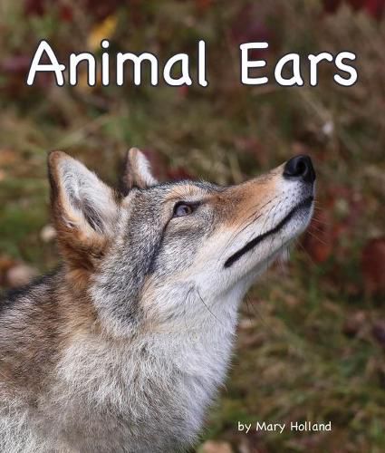 Cover image for Animal Ears