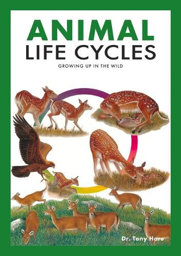 Cover image for Animal Life Cycles