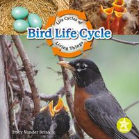 Cover image for Bird Life Cycle