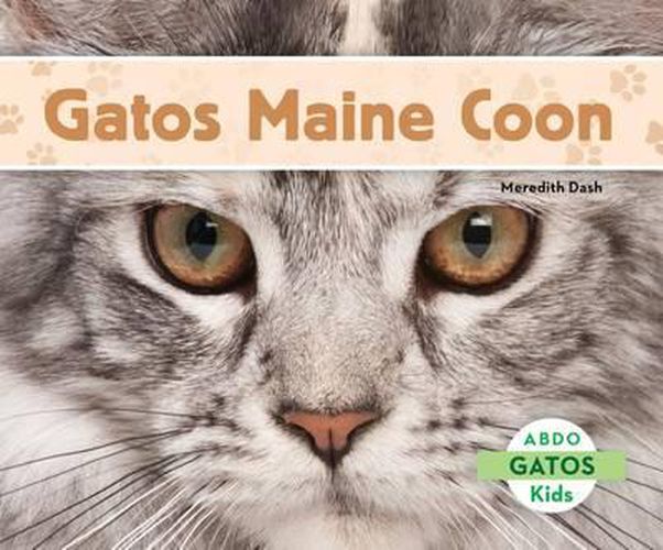 Gatos Maine Coon