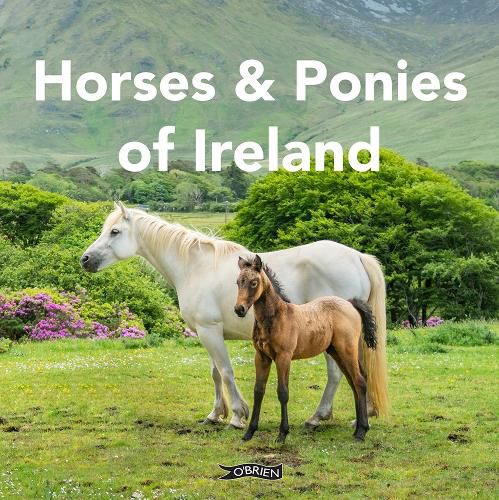 Cover image for Horses and Ponies of Ireland