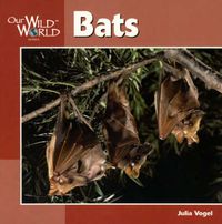 Cover image for Bats