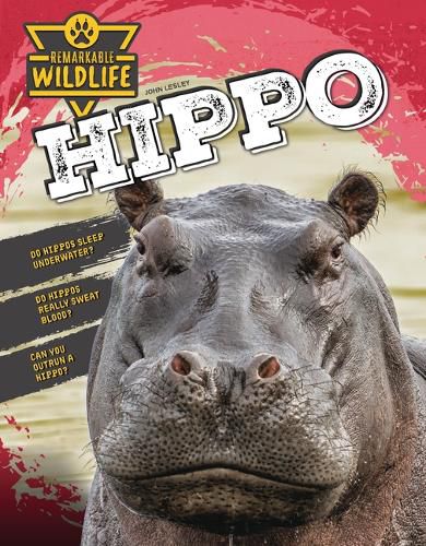 Cover image for Hippo