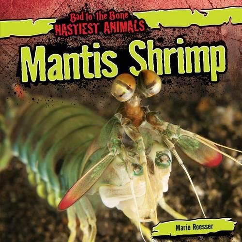 Cover image for Mantis Shrimp