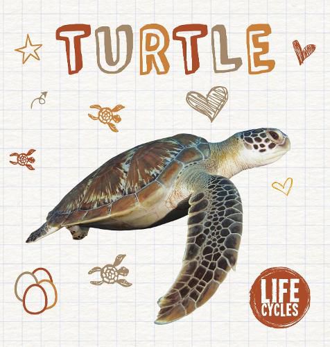 Cover image for Turtle