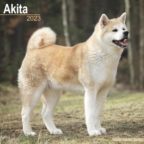 Cover image for Akita 2023 Wall Calendar