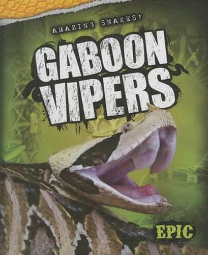 Gaboon Vipers