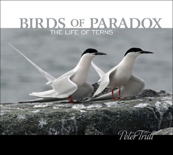 Cover image for Birds of Paradox: The Life of Terns