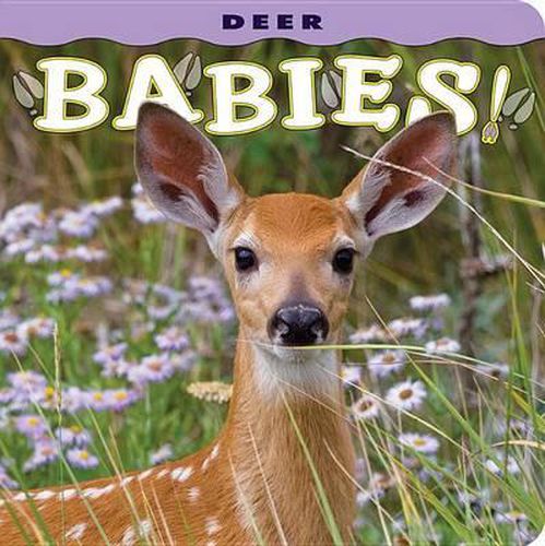 Cover image for Deer Babies!