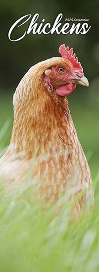 Cover image for Chickens Slim Calendar 2025 Bird Slimline Calendar - 12 Month