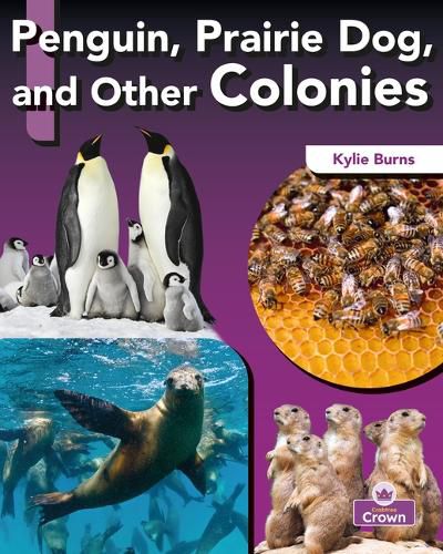 Cover image for Penguin, Prairie Dog, and Other Colonies