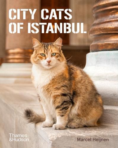 Cover image for City Cats of Istanbul