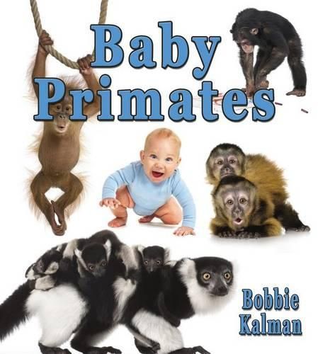 Cover image for Baby Primates