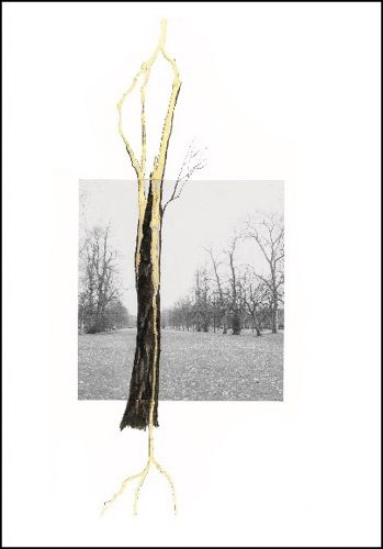 Cover image for Giuseppe Penone - Thoughts in the Roots