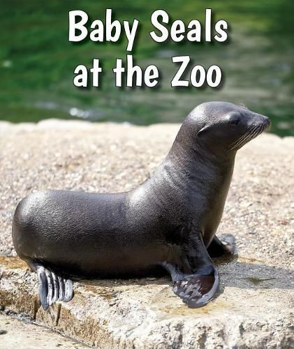 Cover image for Baby Seals at the Zoo