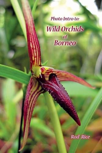 Cover image for Photo Intro to: Wild Orchids of Borneo