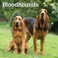 Cover image for Bloodhounds 2020 Square Wall Calendar