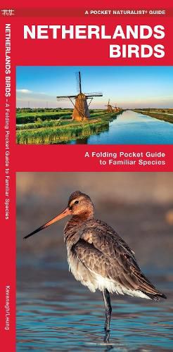 Cover image for Netherlands Birds: A Folding Pocket Guide to Familiar Species