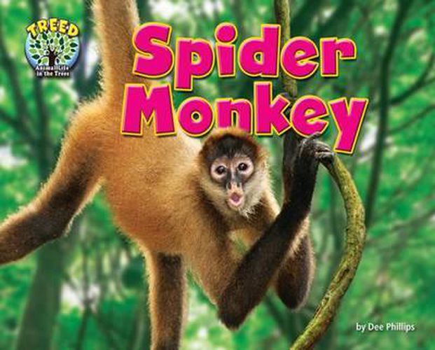 Spider Monkey