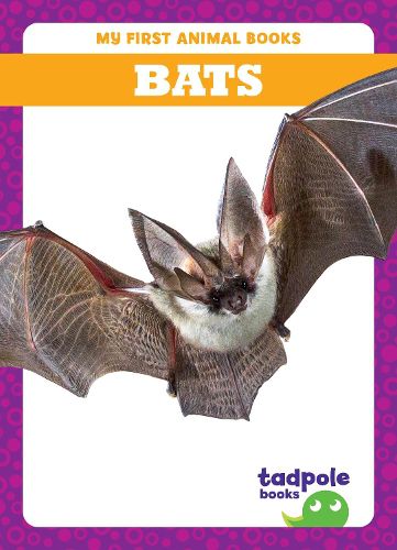 Cover image for Bats